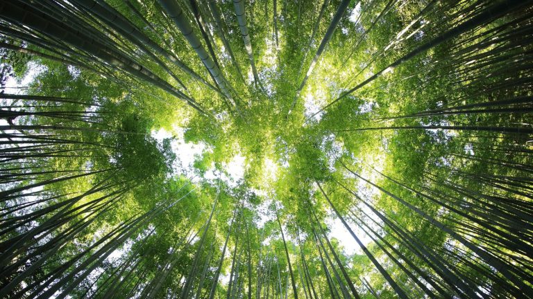 Más de 50 años de “ecología profunda”