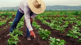 Dia do agricultor e da agricultora