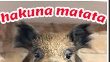 Una en favor de Hakuna