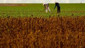 Perdão das dividas agrícolas