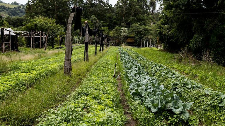 “Meu quintal em sua cesta”