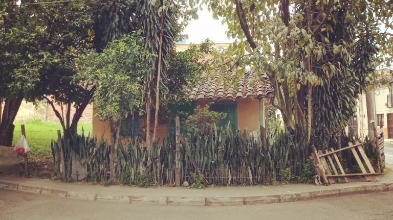 El retorno de Yeyo y los nietos de Papayo