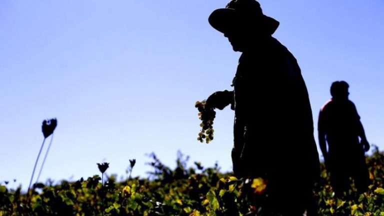 La labor de Silvestre