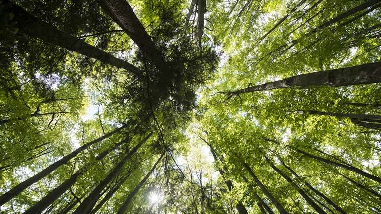 50 años de “ecología profunda”