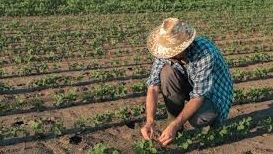 Governo investe em agricultura familiar