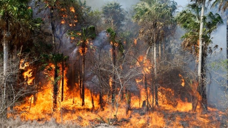 Comunicado ante el atentado a la biodiversidad en al Paraguay