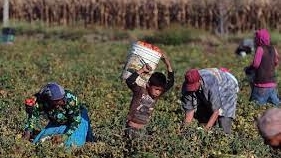 México: Sin escuela, más de 150 mil hijos de campesinos migrantes