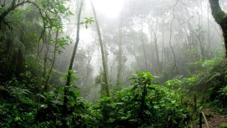 La Amazonía no es solo de Brasil: es un Bien Común de la Tierra y de la Humanidad