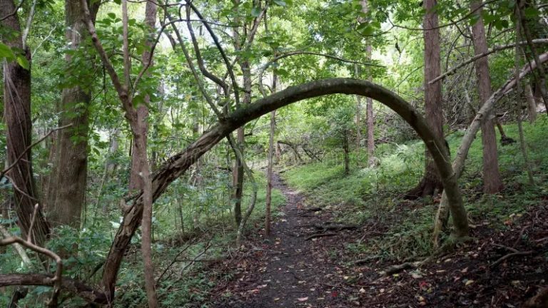 Solo nos queda la esperanza: un árbol que se dobla pero no se quiebra