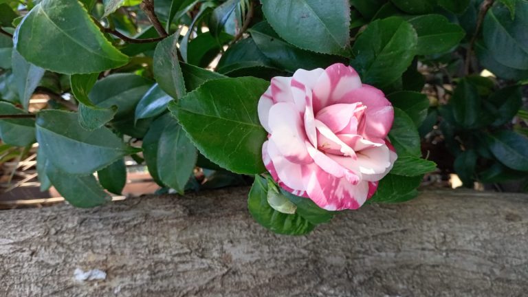 Falsas oposiciones… humildad… Confianza…