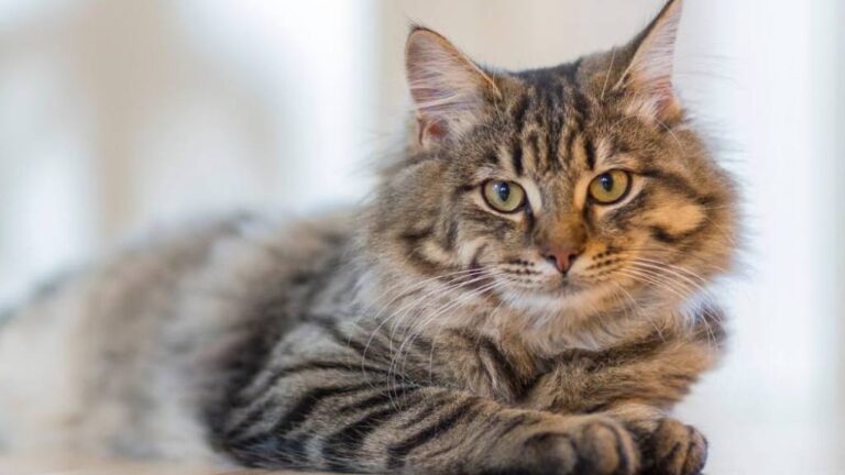 La energía curativa de los gatos domésticos