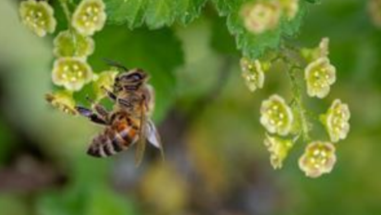 18 de octubre: Día Mundial de  Protección de la Naturaleza
